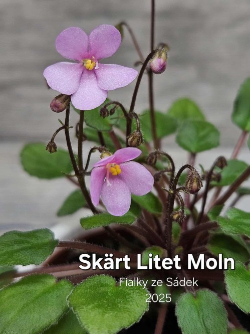 Skärt Litet Moln